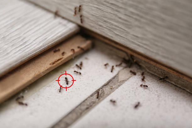 Best Termite Control Services  in Wilson, PA